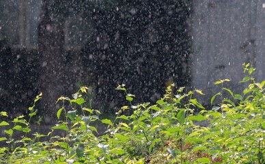 Tree branch with green leaves in the rain