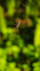 Spider on a web with long legs on the background of green forest close-up