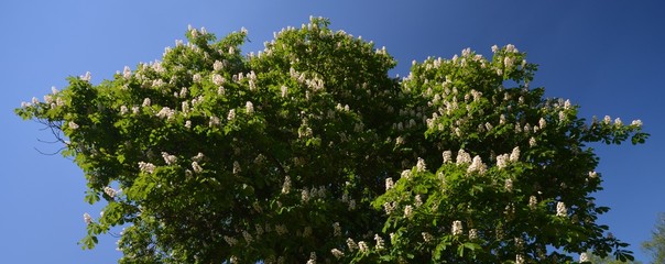 Spring Impressions from a Park in Berlin Reinickendorf of May 10, 2016 Germany