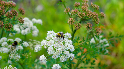 Wild meadow flowers with bumblebee collecting nectar