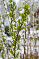 Willow branches in the snow