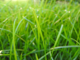 green grass