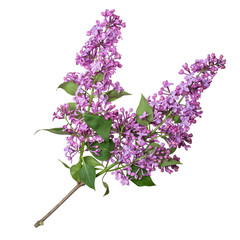 Lilac branch isolated on white background. Beautiful spring flowers