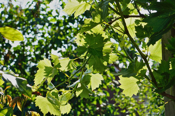 Wein im Gegenlicht