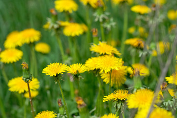 Obraz premium Yellow dandelions on sunny field spring flowers blossom.