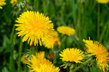 Yellow dandelions on sunny field spring flowers blossom.