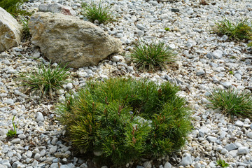 Green pine tree on the stones