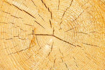 Fototapeta premium Aged cracked wooden tree section with rings and texture