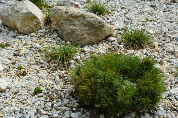 Decorative pine tree on the stones