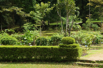 Botanical park with a variety of plants in the southern tropical resort in summer.