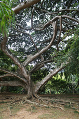 Botanical park with a variety of plants in the southern tropical resort in summer.