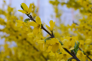 Yellow flowers on a branch of forsythia