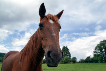Obraz premium tête cheval