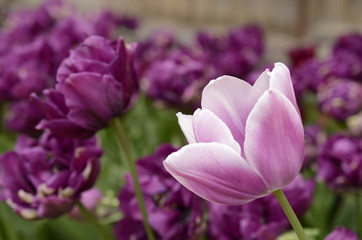 Obraz na płótnie Canvas Purple Tulips in Spring