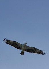 Obraz premium Caribbean seagull fly freely at the sky