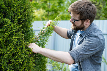 A serious young male gardener inspects the thuja evergreen tree that he grows in his garden.
