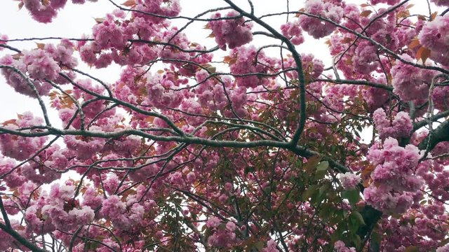 Branches of a pink cherry blossom tree in full bloom, with a cloudy sky.