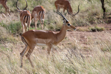 Thomson's gazelle on savanna in National park. Kenya, Africa
