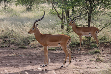 Thomson's gazelle on savanna in National park. Kenya, Africa