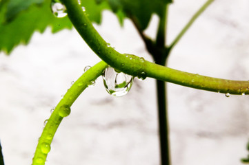 A dew drop close up on a grape branch.