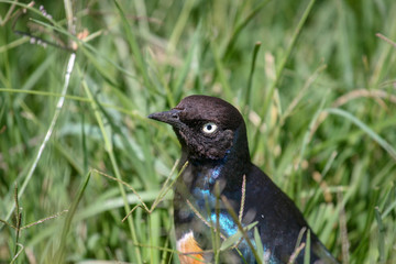 An African superb starling, Lamprotornis superbus.  Masai Mara, Kenya, Africa