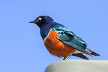 An African superb starling, Lamprotornis superbus.  Masai Mara, Kenya, Africa