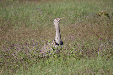 Koritrap, Kori Bustard, Ardeotis kori. Koritrap in hoog gras, Kori Bustard in tall grass. Masai Mara.