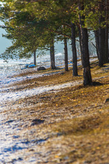 tree trunk texture wall in forest with rhythm pattern