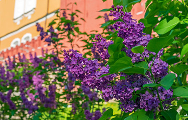 Fototapeta na wymiar Blooming lilac. A branch of blossoming lilacs in the city garden.