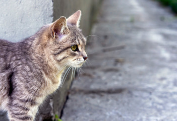 Gray tabby cat on a background of nature.