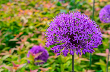 Giant Onion (Allium Giganteum) blooming. Field of Allium / ornamental onion. Few balls of blossoming Allium flowers.