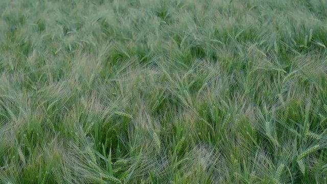 gerste auf einem Feld angebaut wiegt sich im Wind in Zeitlupe