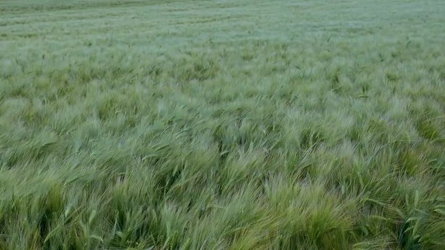 gerste auf einem Feld angebaut wiegt sich im Wind in Zeitlupe