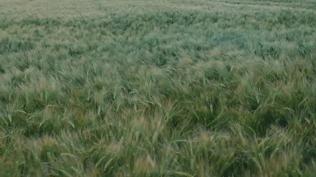 gerste auf einem Feld angebaut wiegt sich im Wind in Zeitlupe