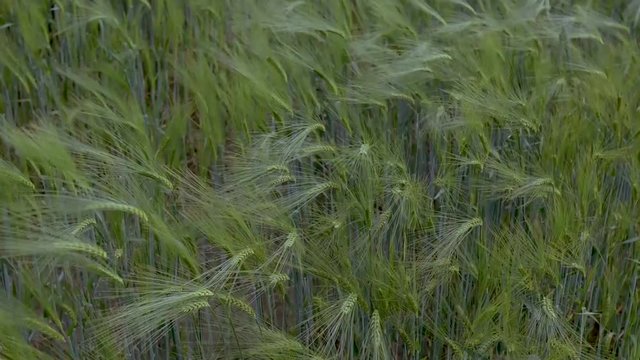 gerste auf einem Feld angebaut wiegt sich im Wind in Zeitlupe