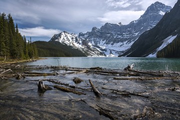   Scattered Driftwood and Scenic Landscape View of Chephren Lake and Rugged Mountain Peaks on Hiking Trail near Icefields Parkway in Banff National Park, Canadian Rockies