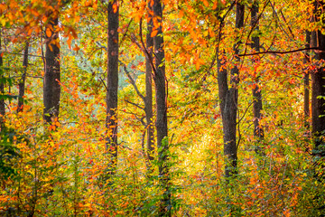 A row of trees in the autumn forest with multicolored yellow, orange and red leaves_