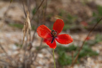 Fototapeta premium Natural background- poppy flowers