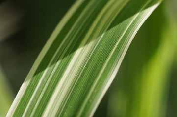 Градация Линий