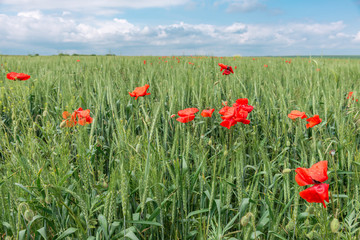 Natural background- poppy flowers