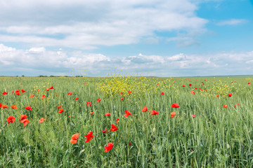 Natural background- poppy flowers