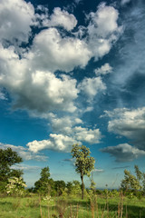 Obraz premium sky, tree, beauty, nature, clouds