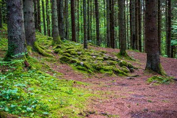 tree trunk texture wall in forest with rhythm pattern