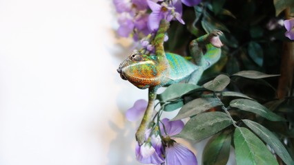 Furcifer Pardalis - Panther Chameleon Ambilobe.