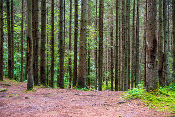 Obraz premium tree trunk texture wall in forest with rhythm pattern