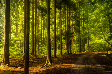 兵庫県・奥深い渓谷の赤西渓谷