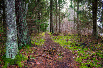 tree trunk texture wall in forest with rhythm pattern
