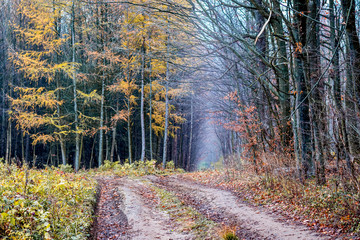 Ground road on the outskirts of the autumn forest_