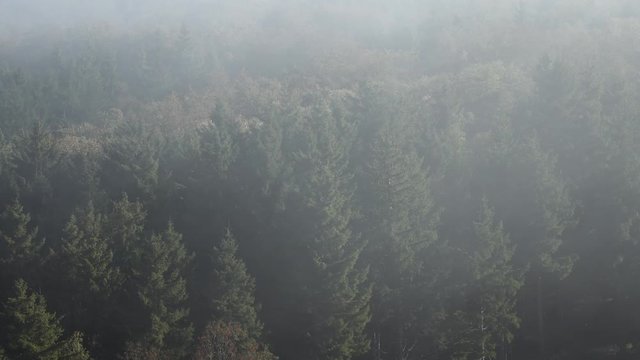 Firs forest in Vercors, France at Fall.