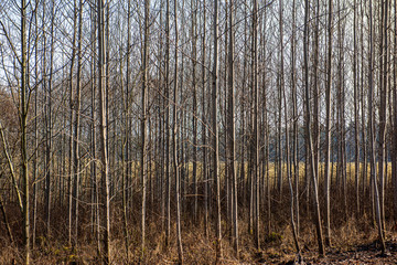 tree trunk texture wall in forest with rhythm pattern